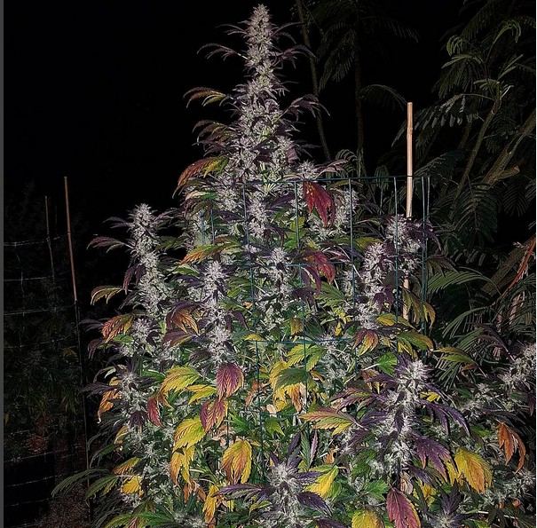 COOKIES X PIE 3