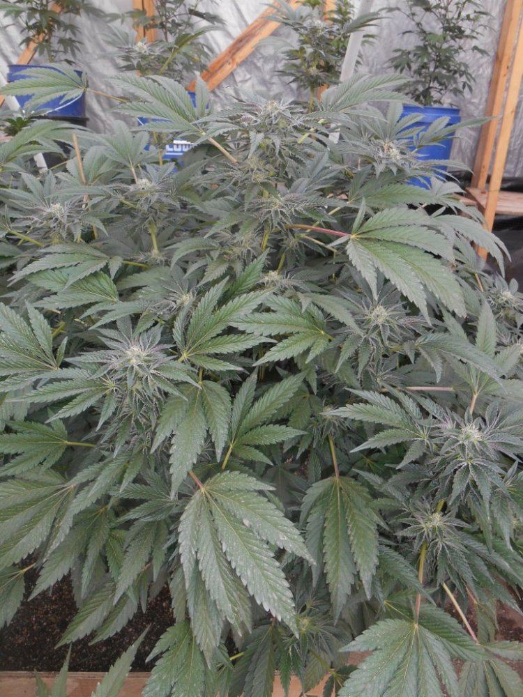 Cookies227