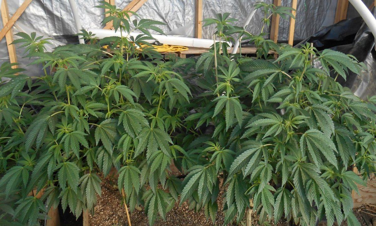 Cookies25
