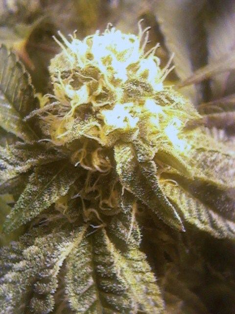 Cookies27