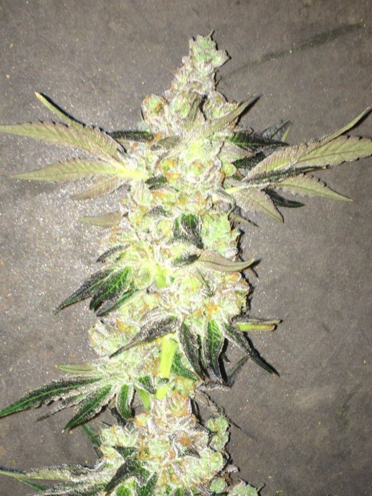 COOKIES3