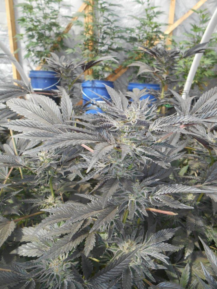 Cookies310