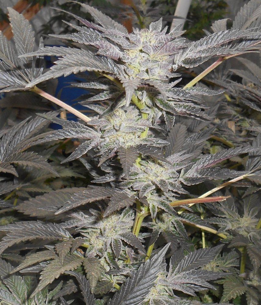 Cookies35