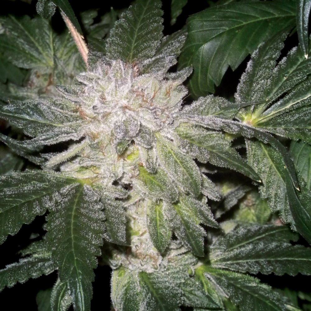 Cookies n milk