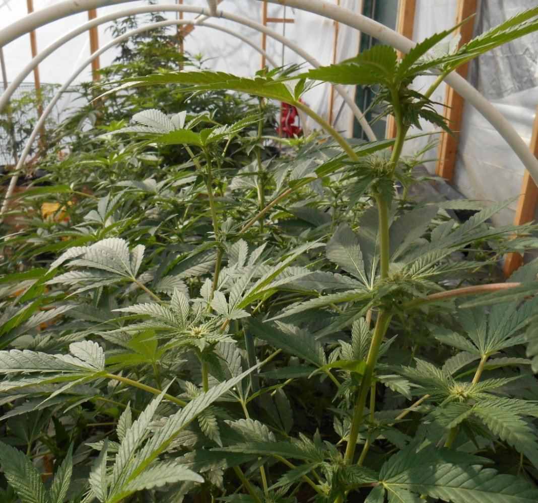 Cookiesbudset