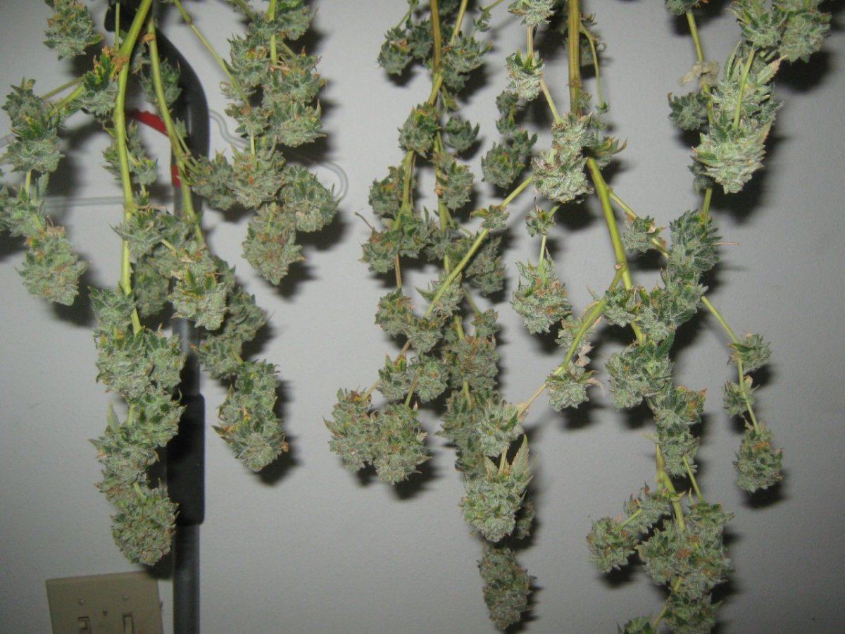 Cookieshaging717