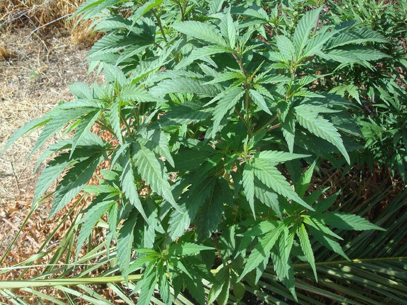 Cookieskushplantclone
