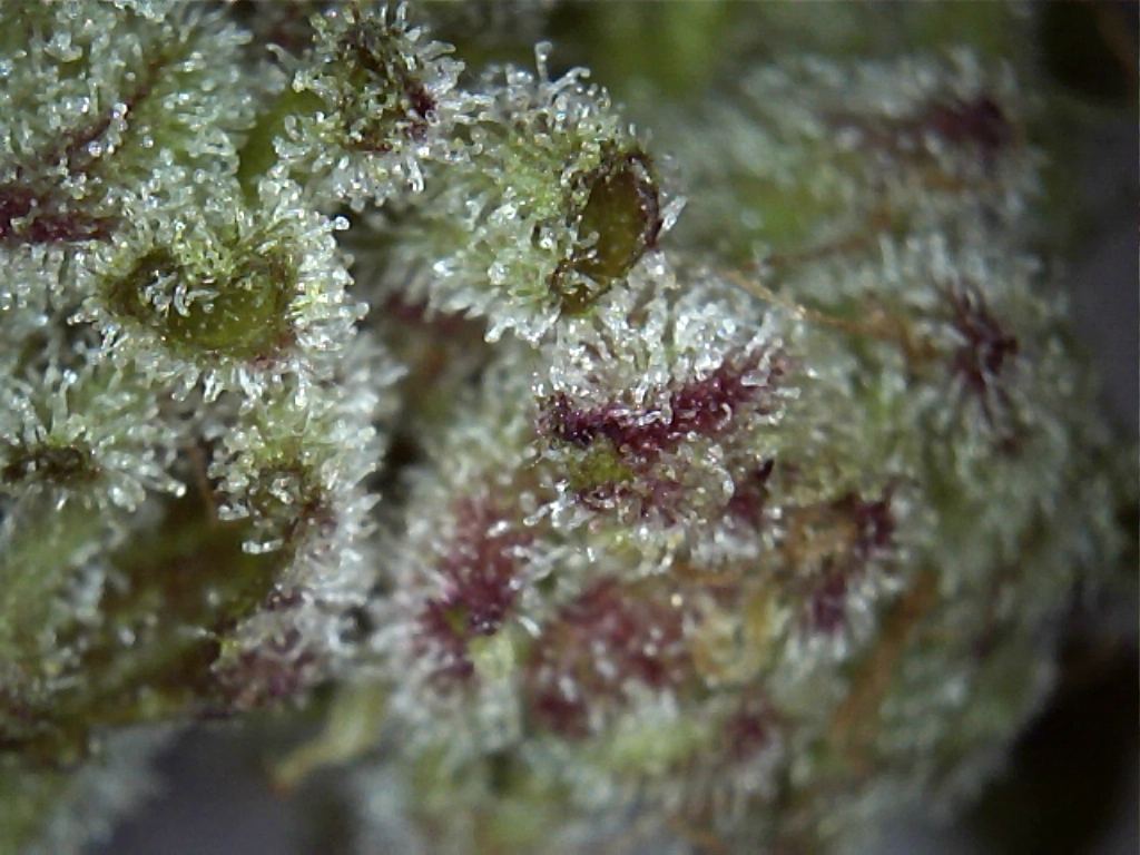 Cookiesmicro322