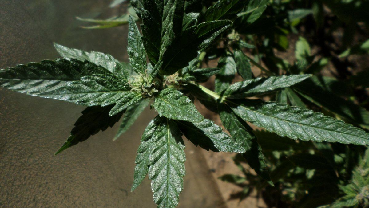 Cookiesxkushbarefarm