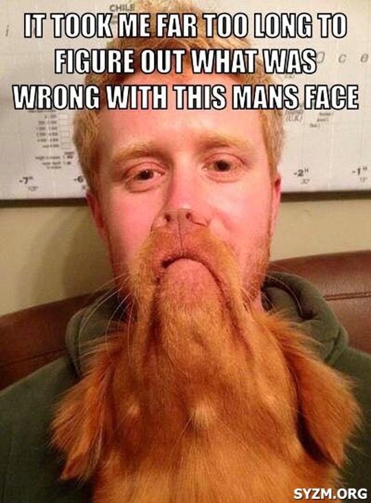 Cool beard ginger dog