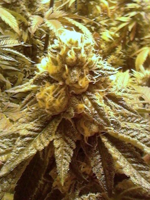 Coookie