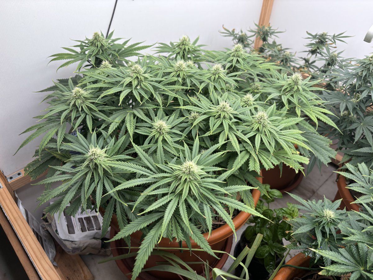 Coots soil   k deficiency in flower 3