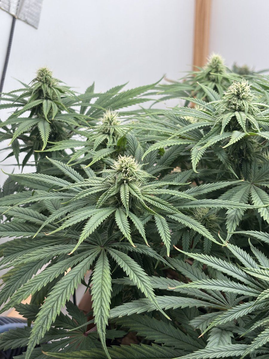 Coots soil   k deficiency in flower 4