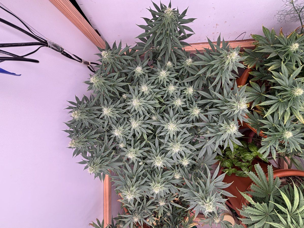 Coots soil   k deficiency in flower 5