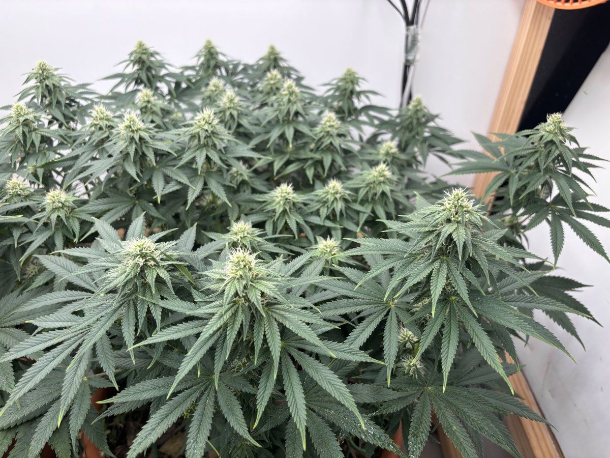 Coots soil   k deficiency in flower 6