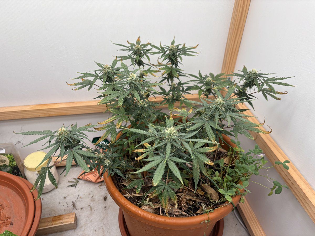 Coots soil   k deficiency in flower 7