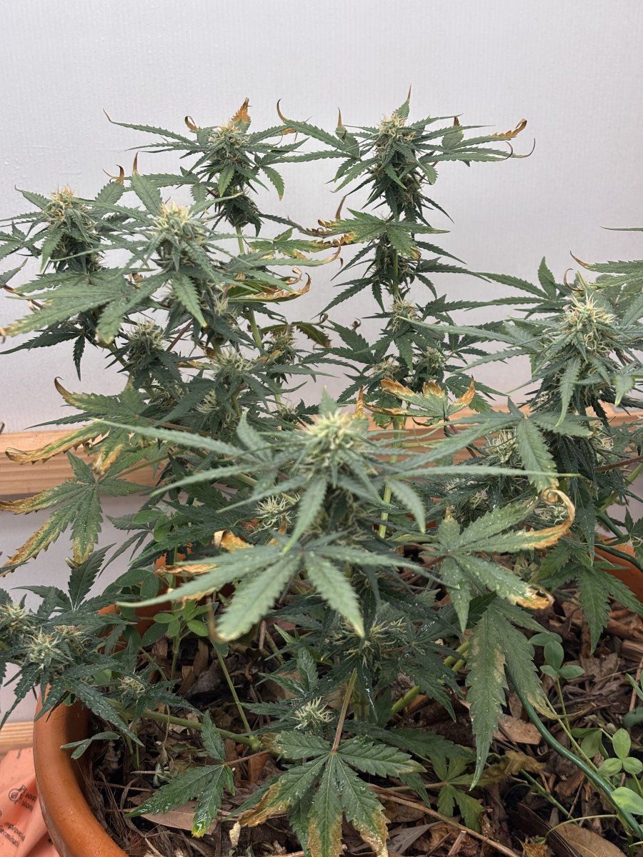 Coots soil   k deficiency in flower 8