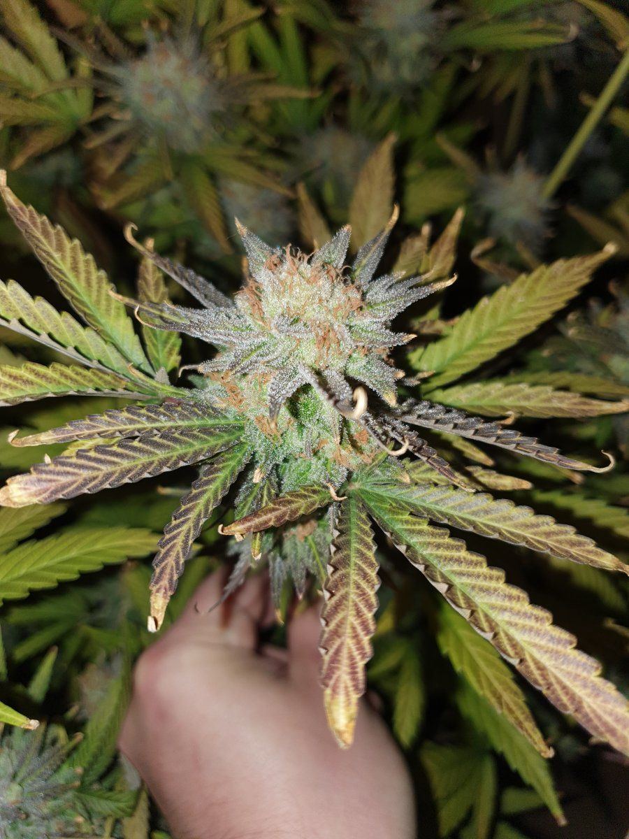 Cop lupulo hps