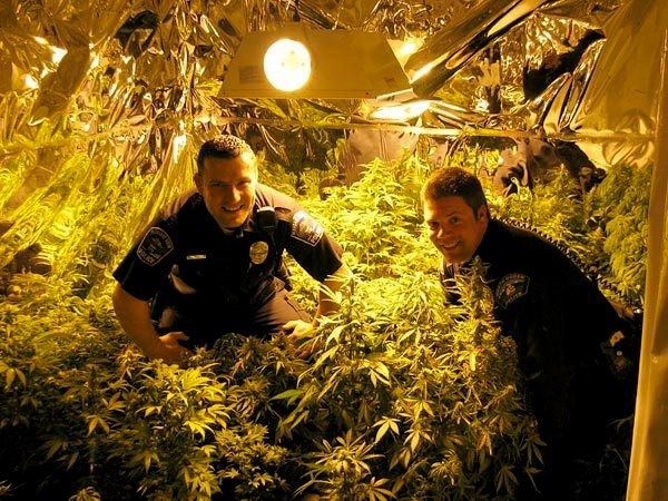 Cops in a grow room