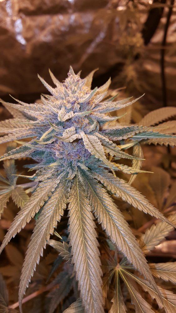 Cornbread bubba