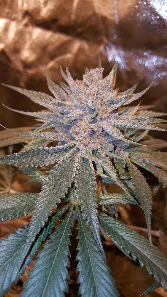 Cornbread bubba1