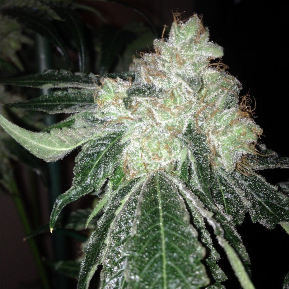 Cornbread42