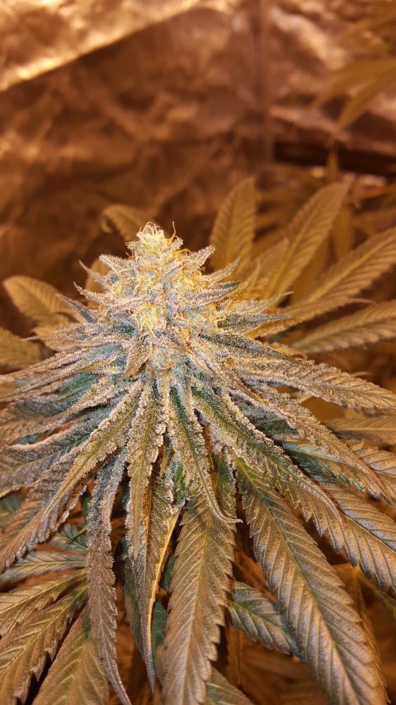 Cornbreadbubba1
