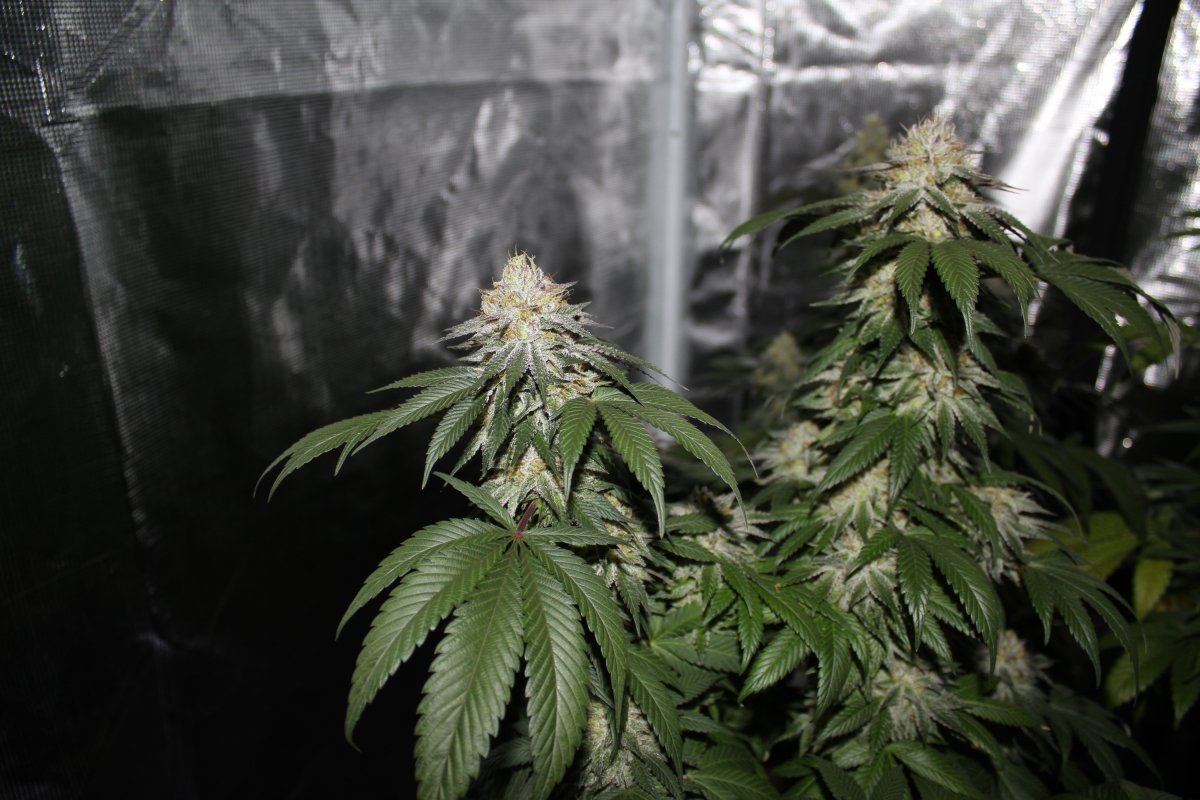 Cosmic Cookies 2
