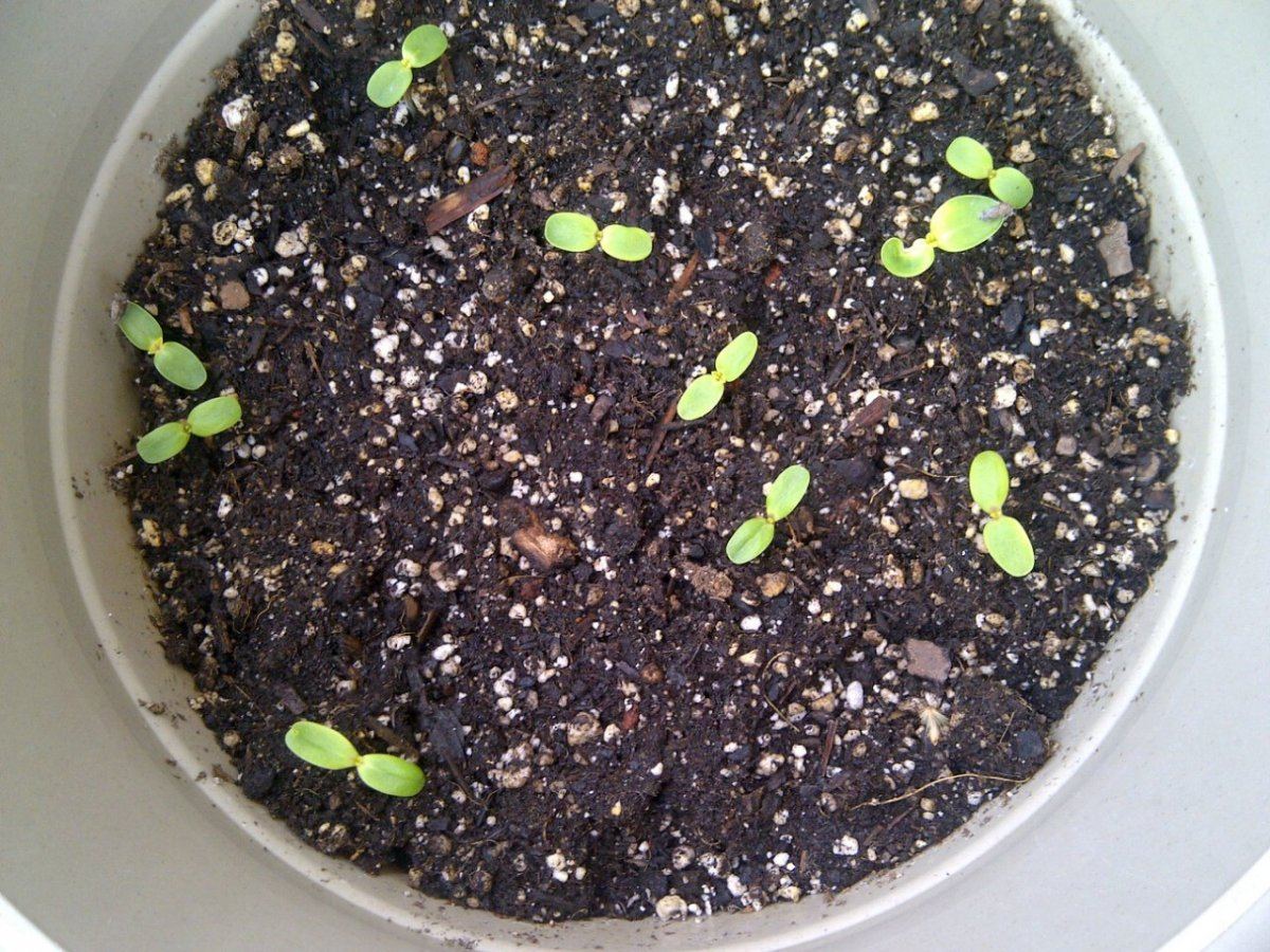 Cosmos growing