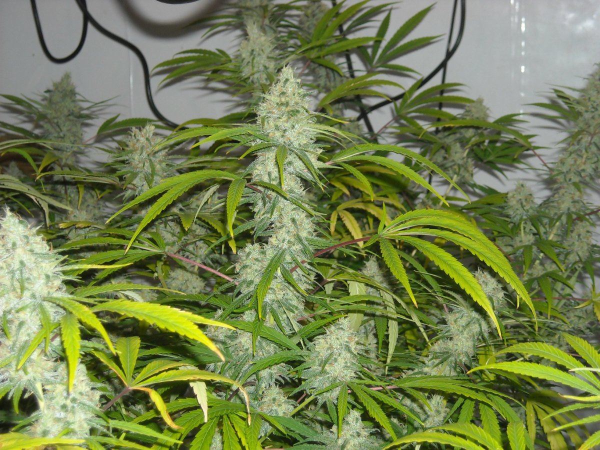 Cotton candy pics 2