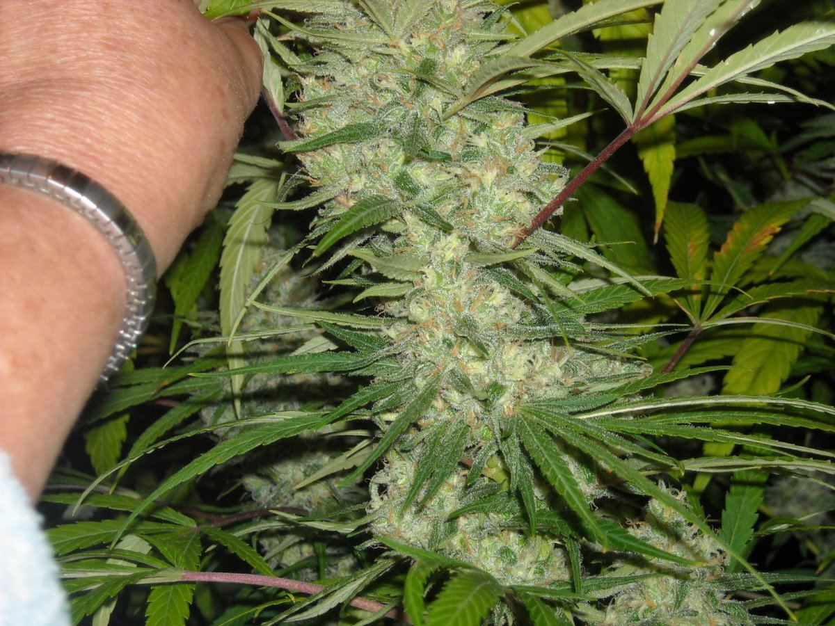Cotton candy pics 3