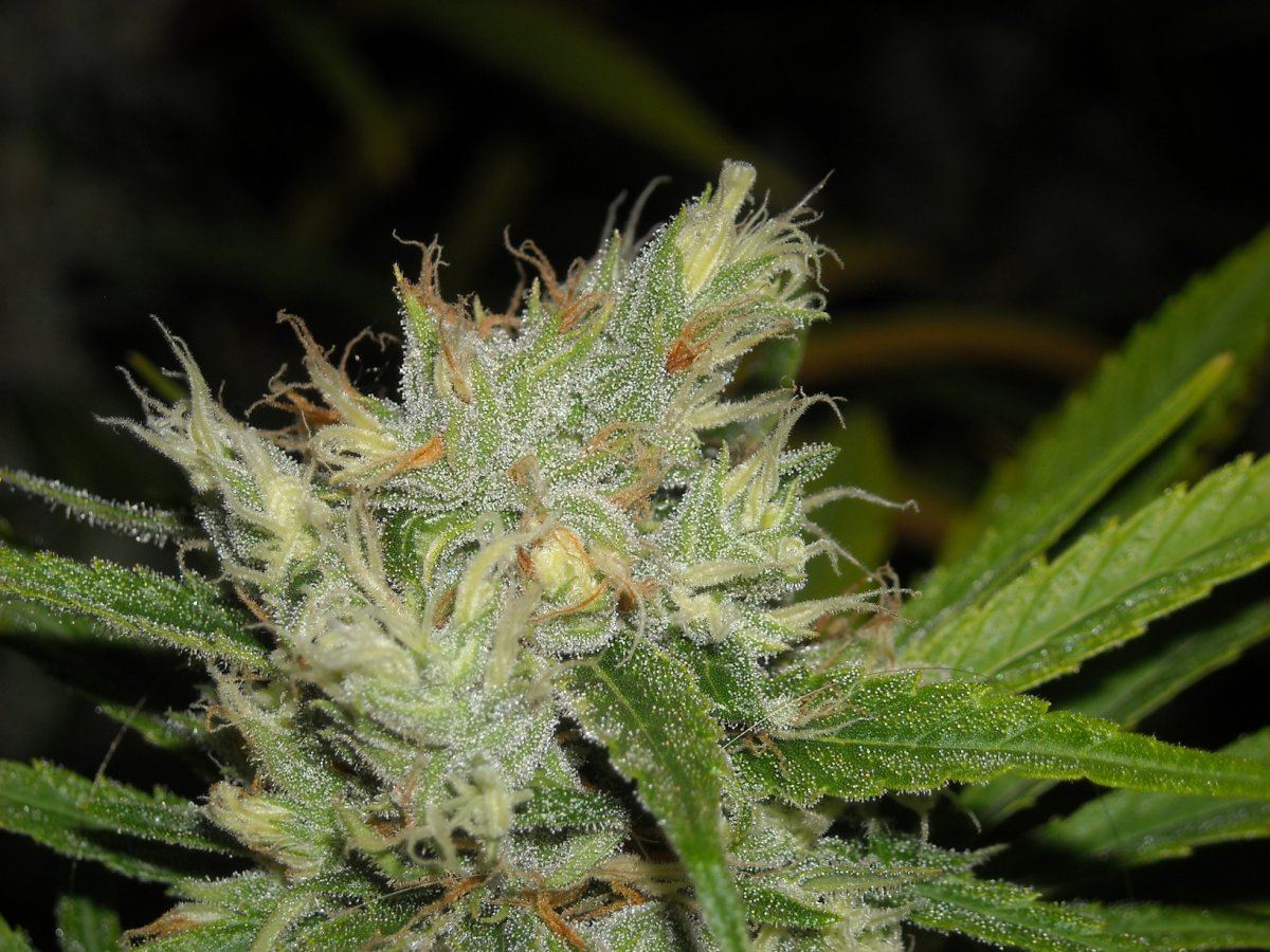 Cotton candy pics 4