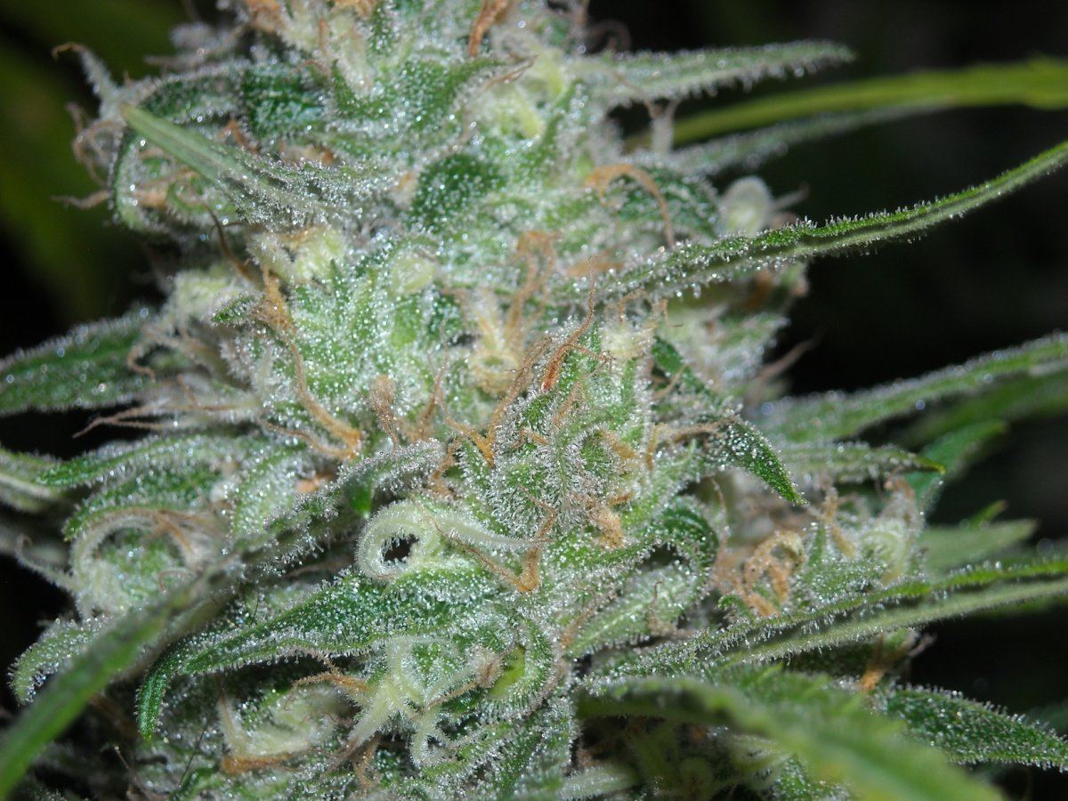 Cotton candy pics 5