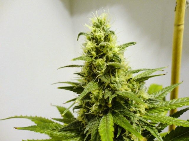 Cotton candy week 6