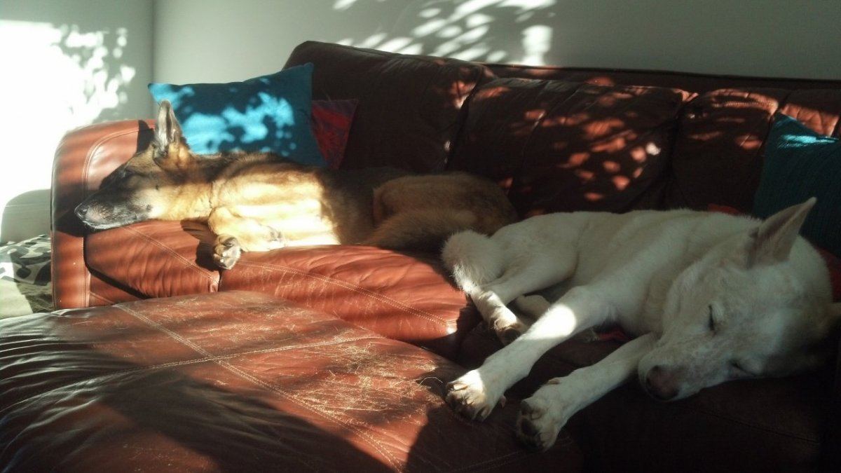 Couch potatoes