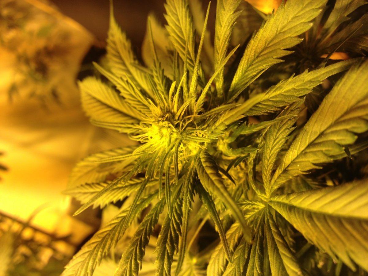 Cougar pheno 2 day 16