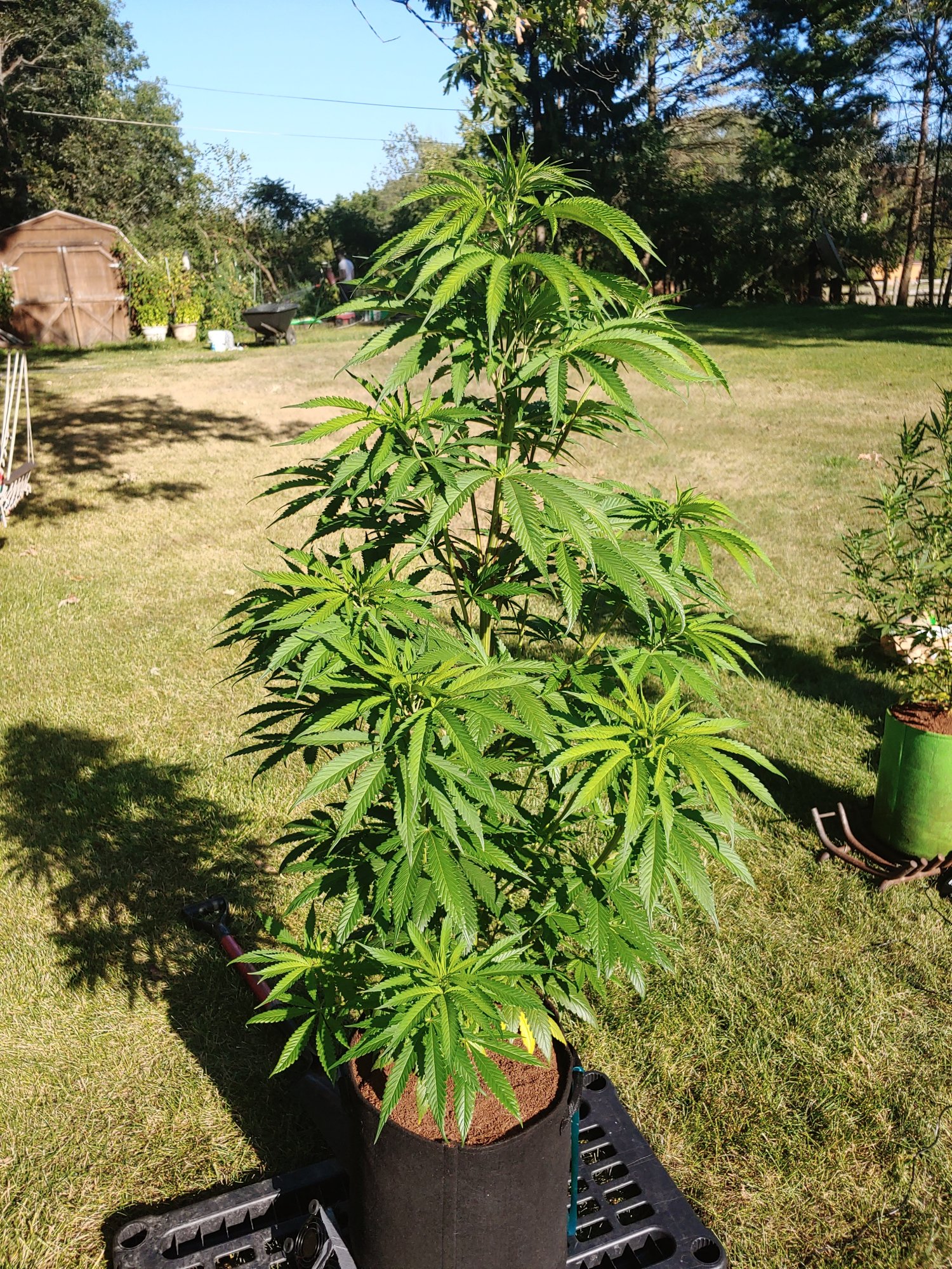 Could i top this plant height controlclone