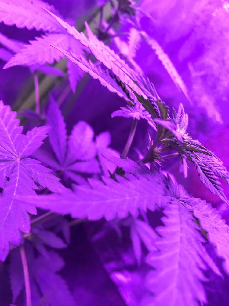 Could my plant be a male 2