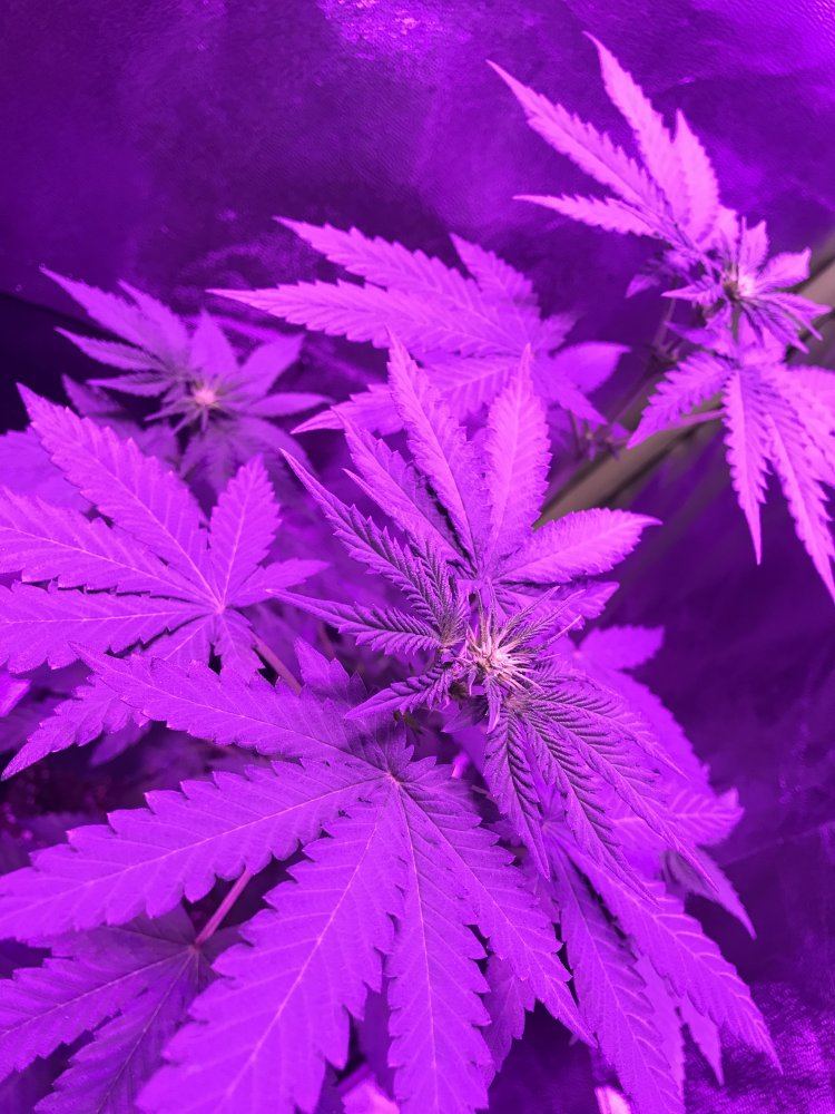 Could my plant be a male 3