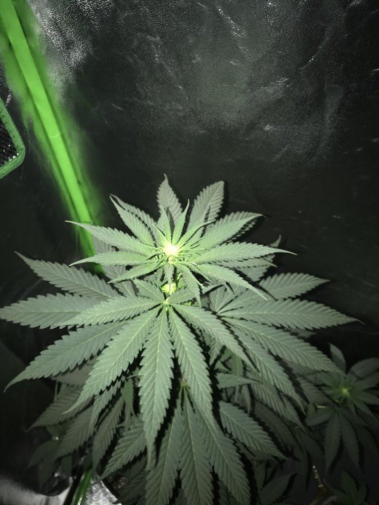 Could my plant be a male 4
