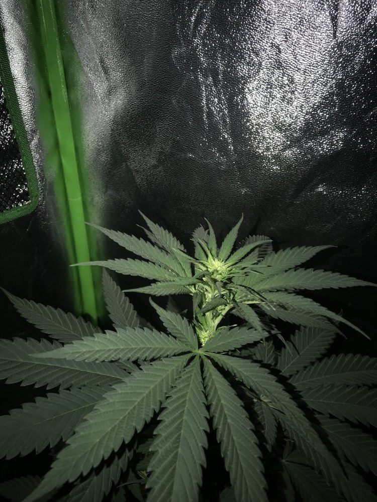 Could my plant be a male 6