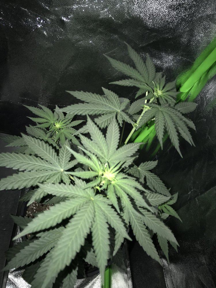 Could my plant be a male 7