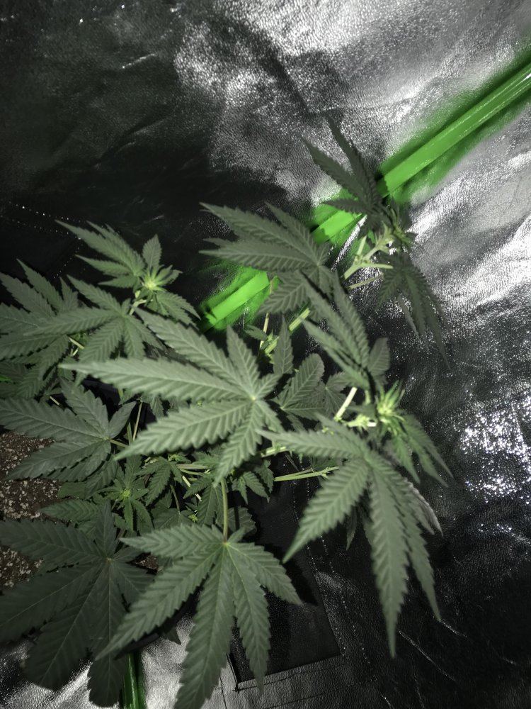 Could my plant be a male 8