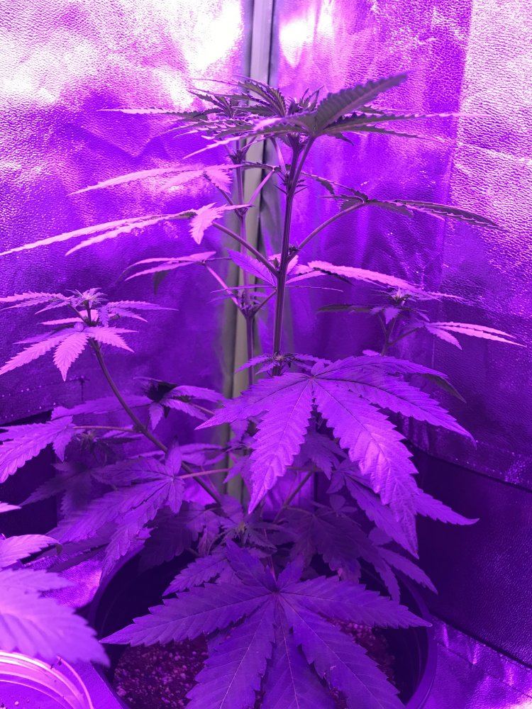 Could my plant be a male