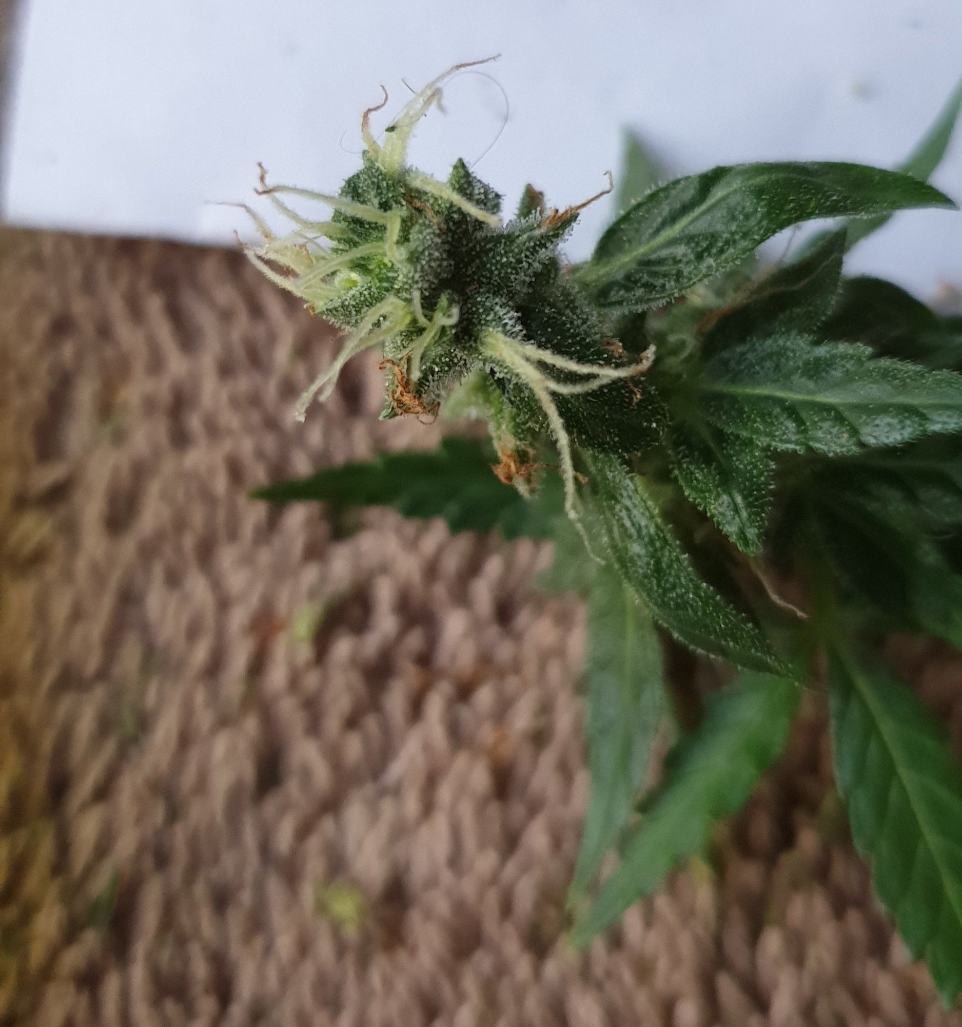 Could someone have a look at my buds
