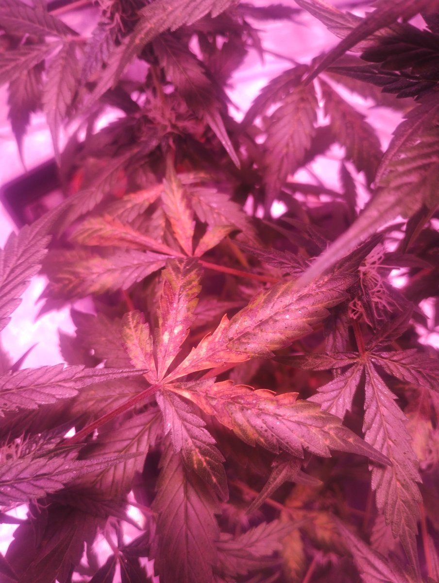 Could this be a calcium deficiency