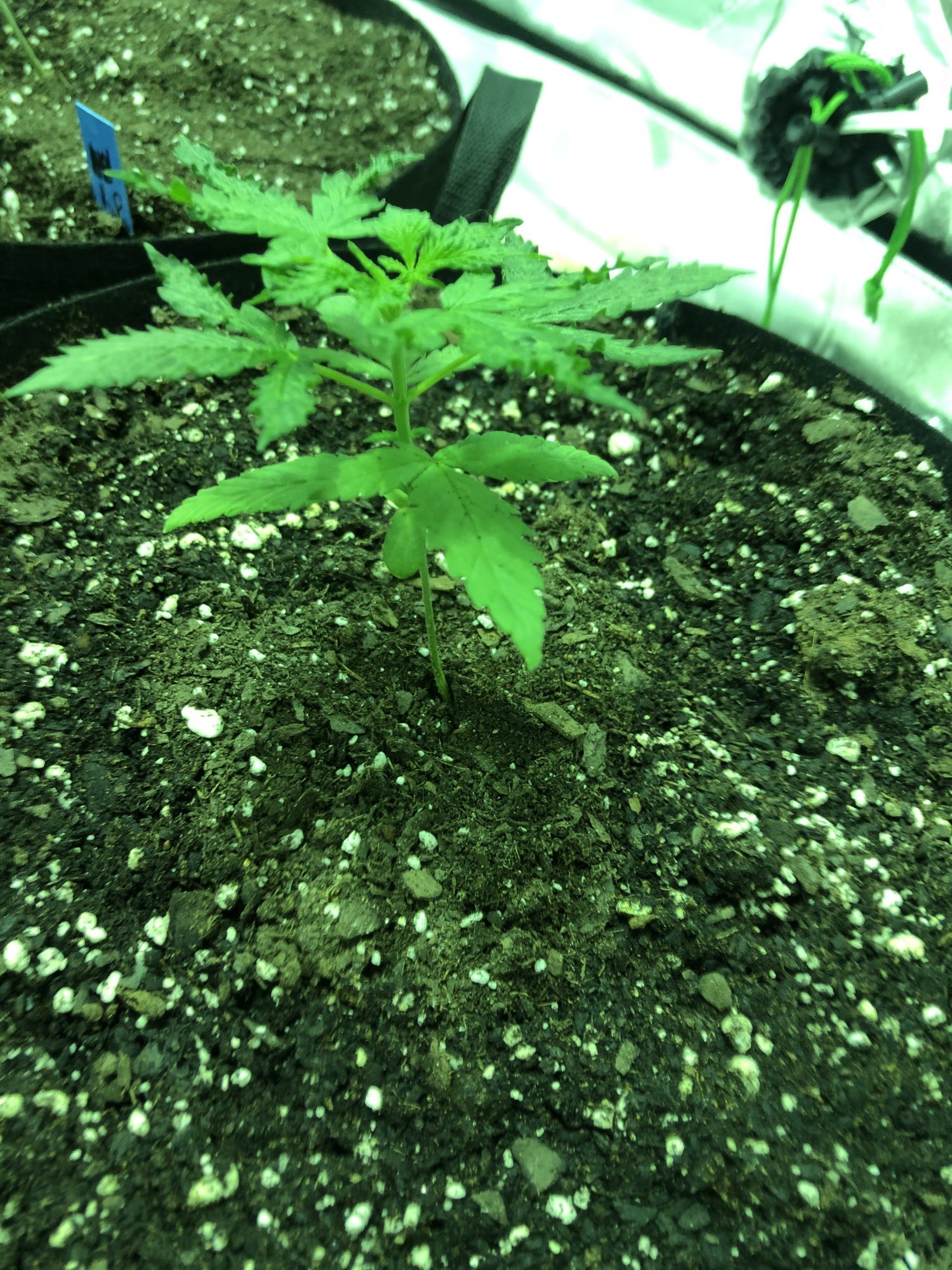 Could this be a deficiency 2