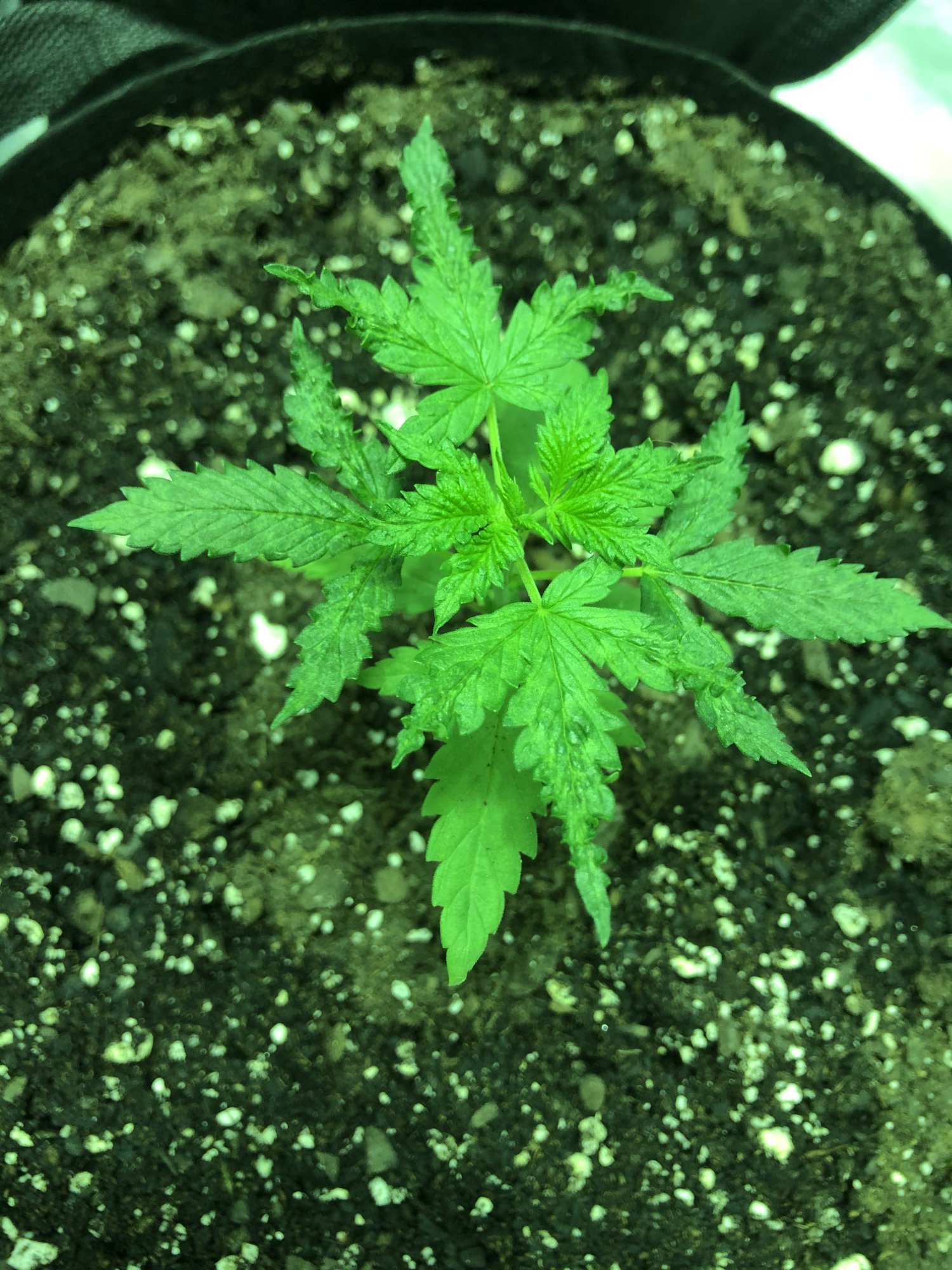 Could this be a deficiency