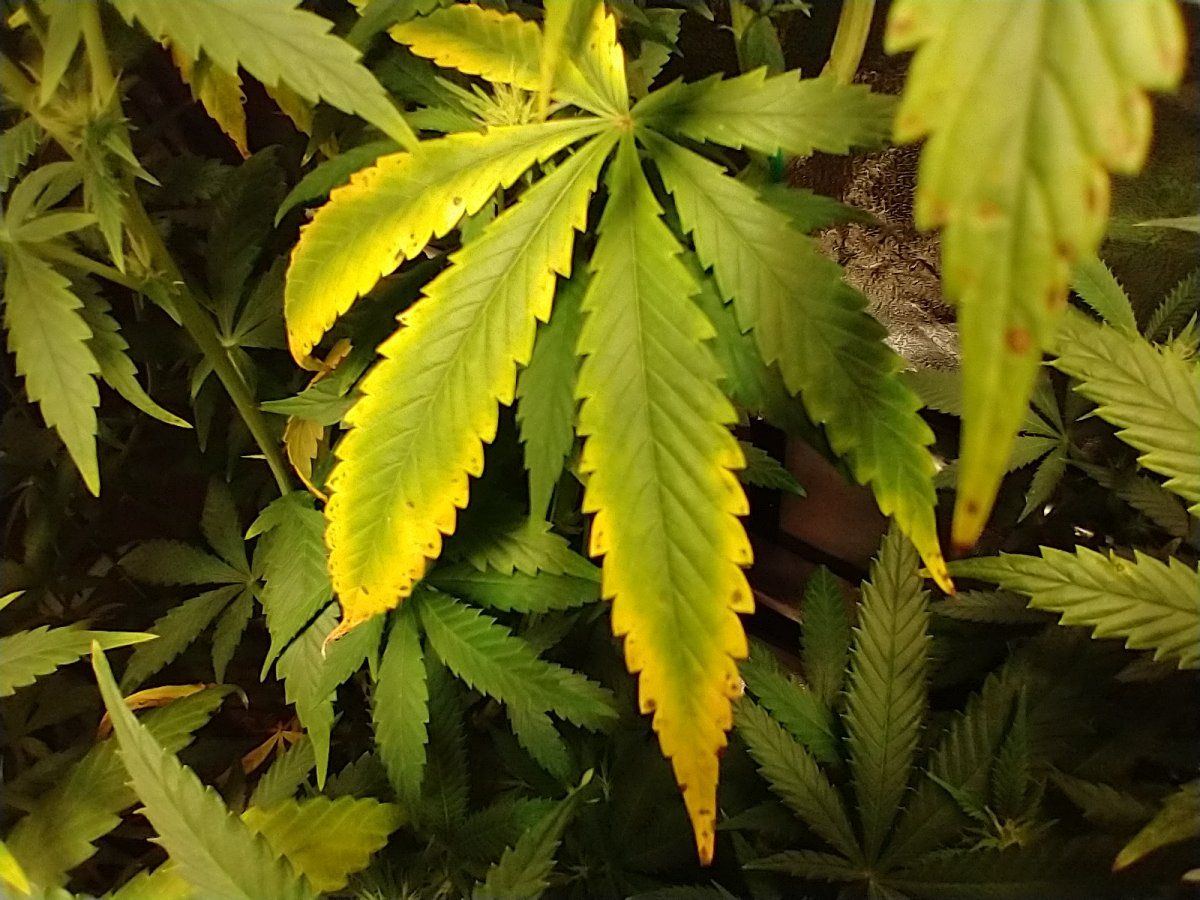 Could this be a potassium deficiency 2