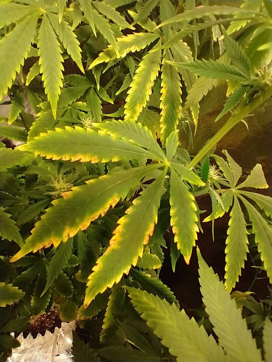 Could this be a potassium deficiency 3